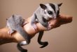 Merawat Sugar Glider: Panduan Makanan dan Kandang