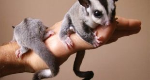 Merawat Sugar Glider: Panduan Makanan dan Kandang