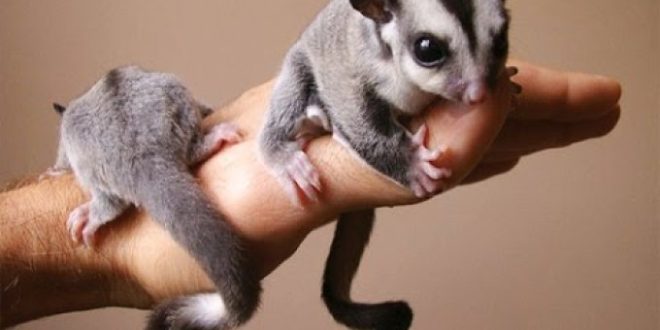 Merawat Sugar Glider: Panduan Makanan dan Kandang
