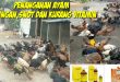 Cara Penanganan Penyakit Jamur pada Ternak Ayam
