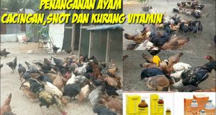 Cara Penanganan Penyakit Jamur pada Ternak Ayam