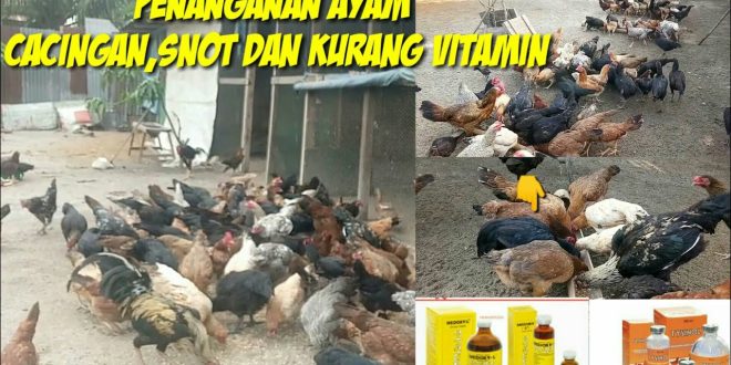 Cara Penanganan Penyakit Jamur pada Ternak Ayam