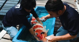 Merawat Ikan Koi dengan Baik