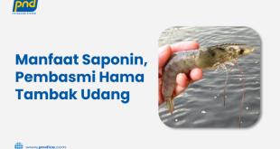 Kandungan Saponin Baik untuk Ikan