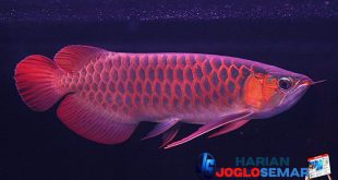 Cara Merawat Ikan Arwana dengan Baik dan Benar