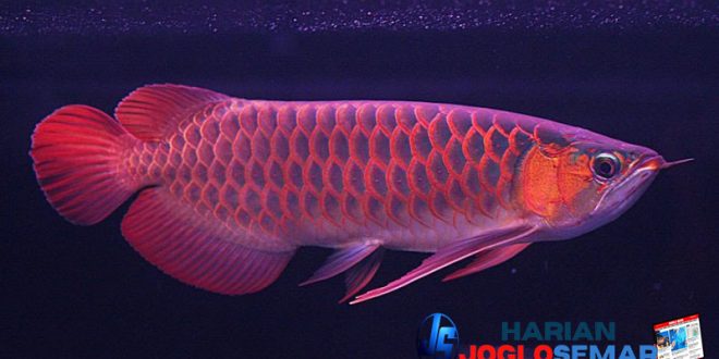 Cara Merawat Ikan Arwana dengan Baik dan Benar