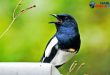 Cara Merawat Burung Kacer agar Gacor