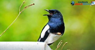 Cara Merawat Burung Kacer agar Gacor