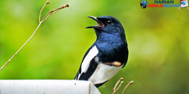 Cara Merawat Burung Kacer agar Gacor
