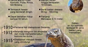 Mengenal Komodo: Reptil Purba yang Masih Bertahan di Indonesia