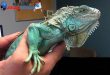 Panduan Memelihara Reptil Sebagai Hewan Peliharaan