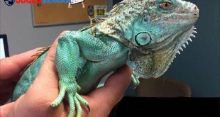 Panduan Memelihara Reptil Sebagai Hewan Peliharaan