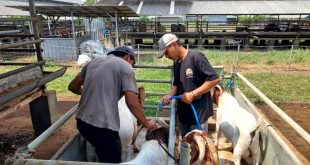Tips Memandikan Domba Agar Bulu Tetap Bersih