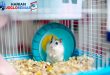 Cara Merawat Hamster dengan Benar